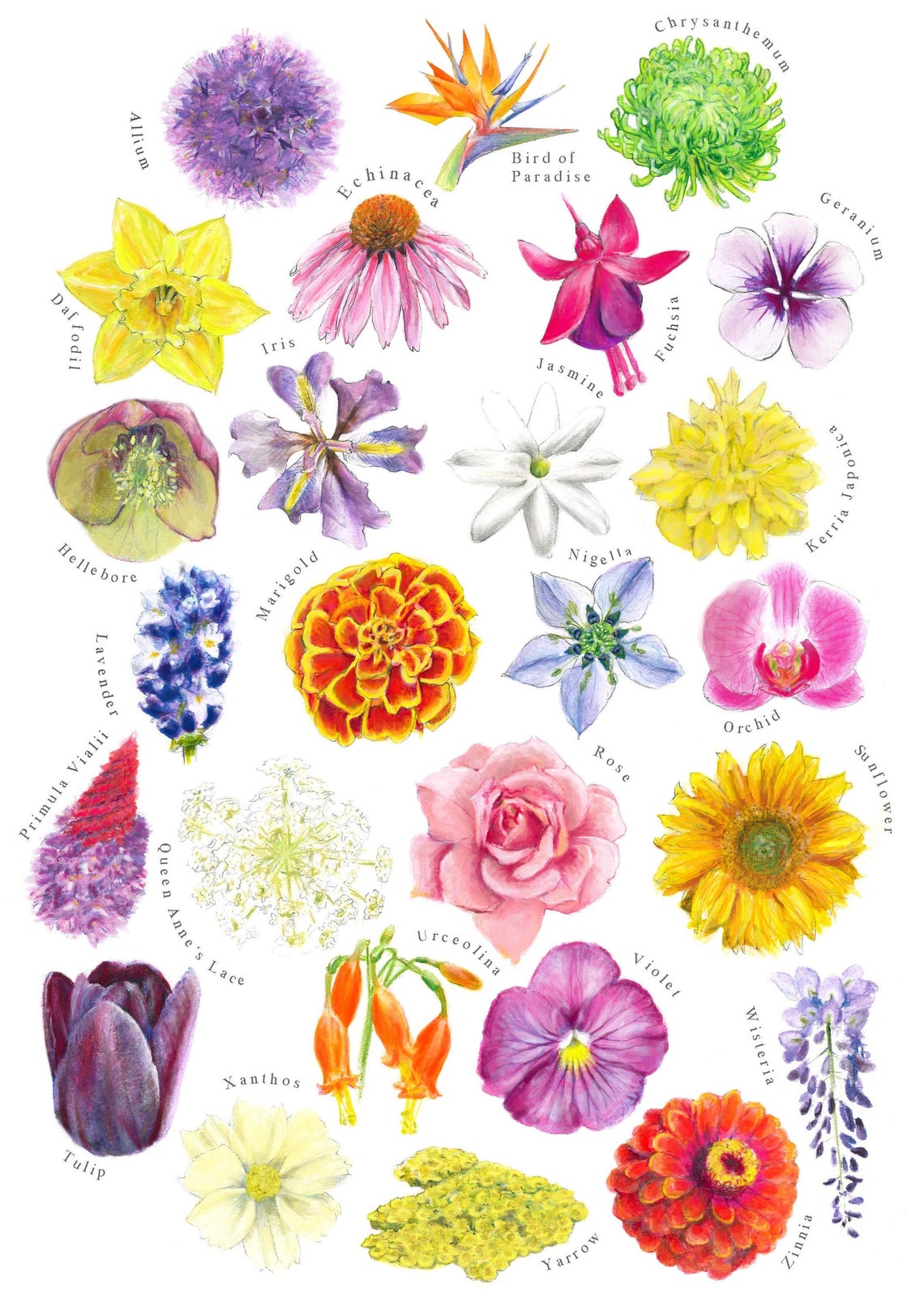 AZ of Flowers Print Botanical Printaz of Flowers Painting Gift for