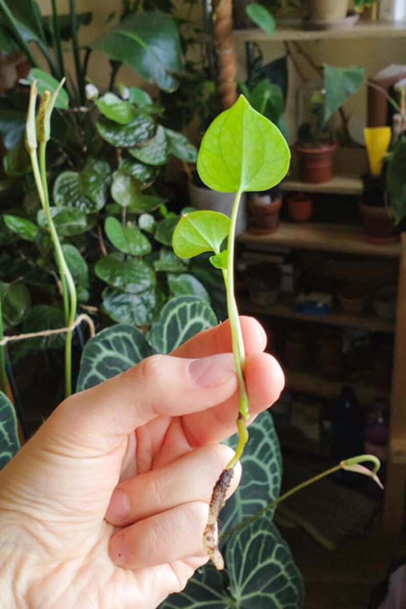 BABY Anthurium clarinervium 2 Etsy