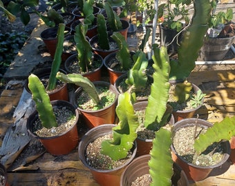 Dragon fruit rooted cuttings