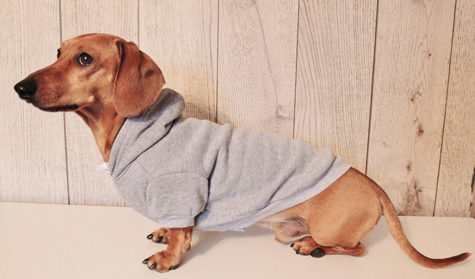 Dachshund Sweater Stop Staring at My Wiener Dachshund Etsy