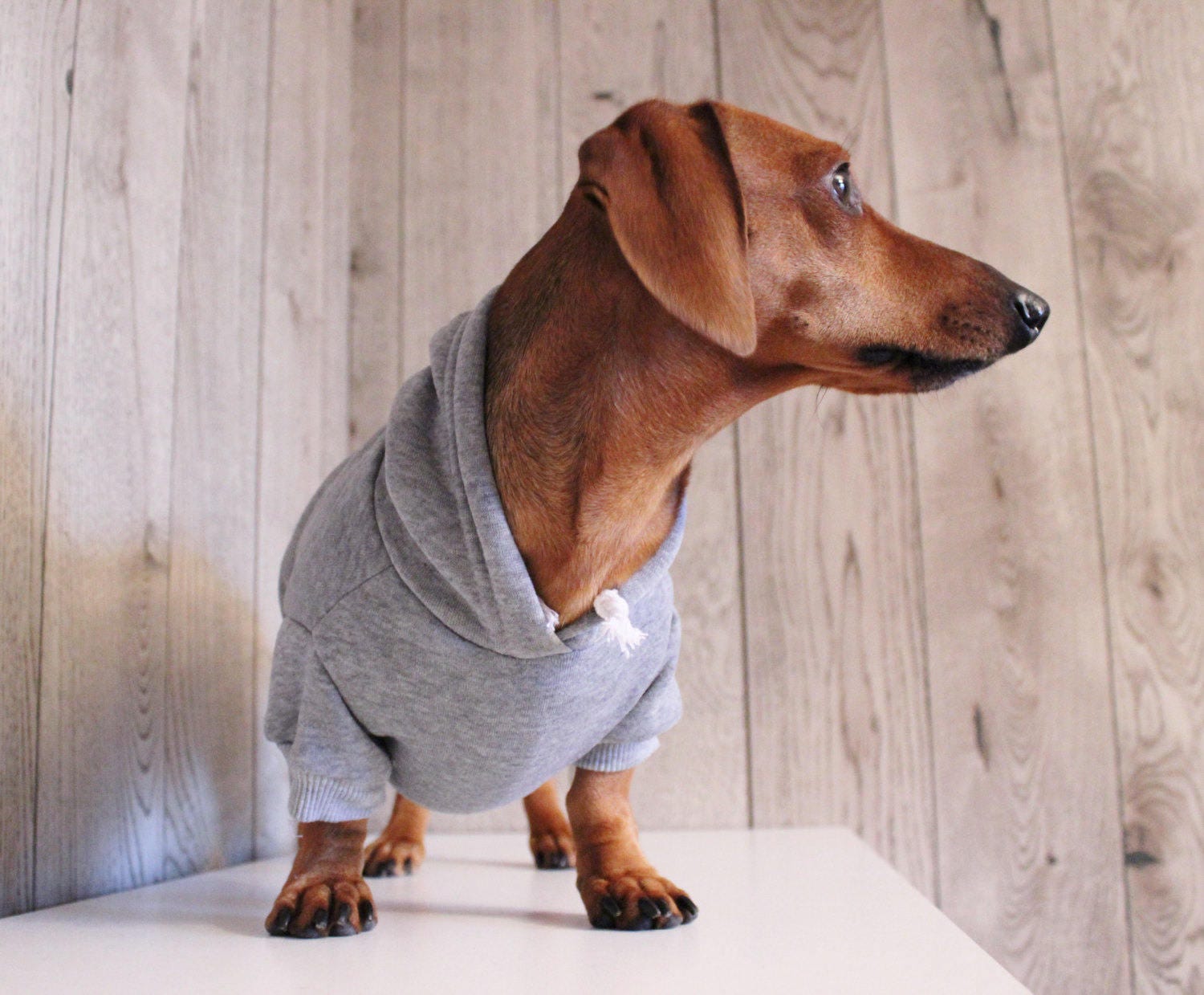 Low Rider Dachshund Sweater Dachshund Clothes Dachshund Etsy