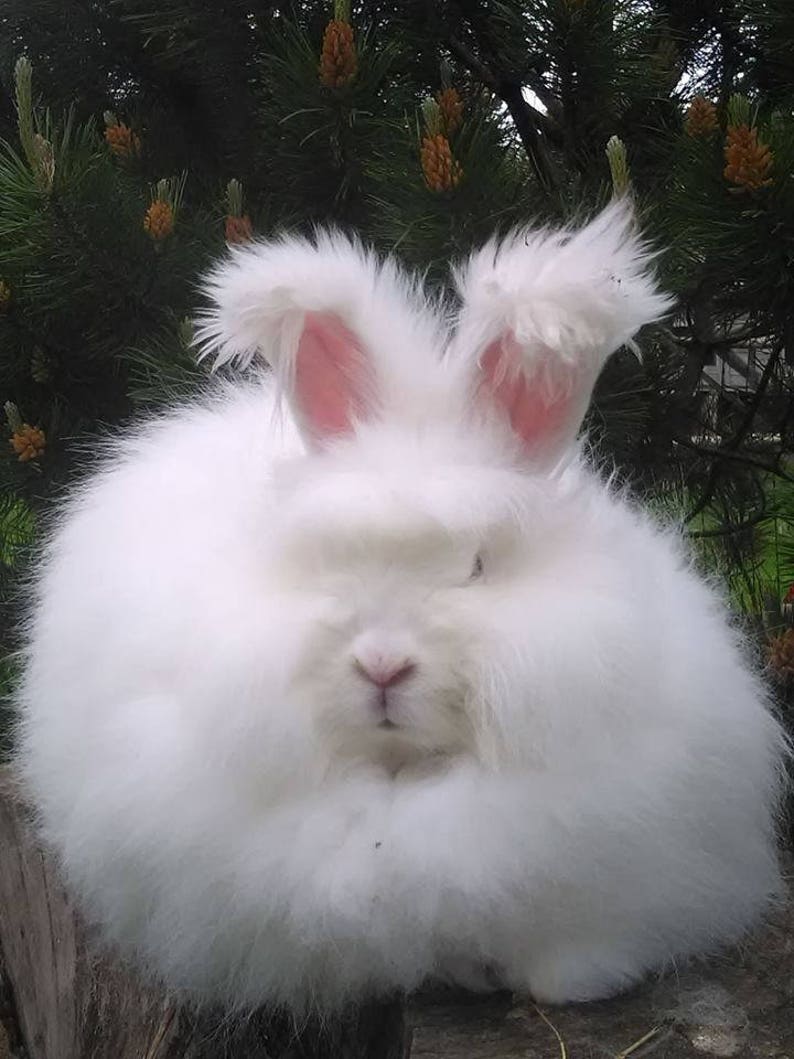 100 g Angora wool yarn for knitting White and Gray hand spun Etsy