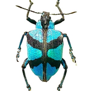 Metallic Blue Weevil. polyteles decussatus. beetle. real insect.taxidermy. insectsofbeauty. bug. coleoptera. goth. oddities. specimen