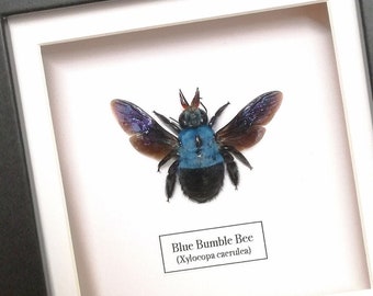 Blue Carpenter Bee (Xylocopa caerulea) in frame.Taxidermy. Insects