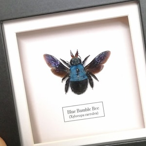 Blue Carpenter Bee (Xylocopa caerulea) in frame.Taxidermy. Insects