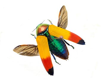 Metaxymorpha apicalis. buprestidae. Jewel beetle.Scarab. insect specimen. beetle. oddities. insectsofbeauty.taxidermy.
