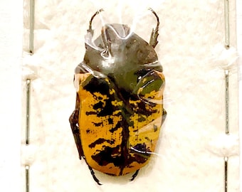 Arizona Jewel Beetle. Gymnetis. Real Insects. Insect Specimen