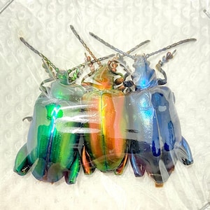 Frog Beetle Trio (Sagra longicollis) real insect specimens. beetles. insect specimens. insect art. insect collection. insectsofbeauty.insect