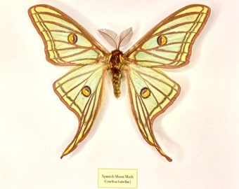 Spain Graellsia　isabellae　78mm Spain Graellsia isabellae 78mm Graellsia Isabellae REPLICA