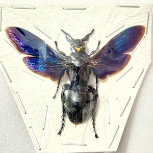 Megascolia velutina Ducalis. real specimen. hornet. bee. wasp. real insect. insect specimen. hymenoptera. insectsofbeauty.