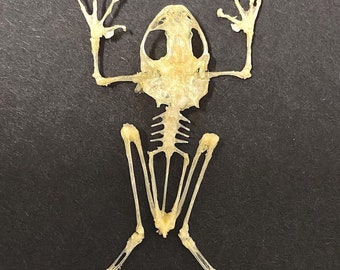 Frog Skeleton (Flying Frog) real unframed specimen.rhacophorus reinwardtii. Skeleton. Bones.toad. Amphibian.