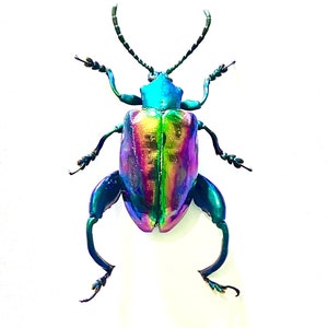 Peut inclure: Un scarabée iridescent aux couleurs vives avec une carapace bleue, verte, violette et dorée. Le scarabée a de longues pattes et des antennes.