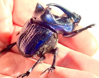 Phanaeus Quadridens MINOR Male Blue Purple Scarab Dung Beetle