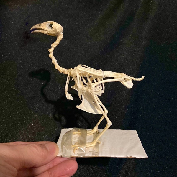 Quail Skeleton. Real Bird Skeleton. bird. bones. taxidermy. anatomy. insectsofbeauty. goth. oddities. pigeon. finch. flight