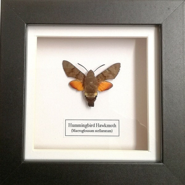 Hummingbird Hawkmoth (Macroglossum stellaratum) real moth framed.