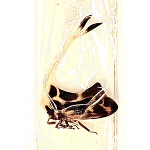 Op de afbeelding: Een bewaard insectenexemplaar in helder plastic. Het insect heeft een bruin en zwart patroon op het lichaam en lange antennes. Het exemplaar is gemonteerd op een rechthoekige, gebroken witte kaart.