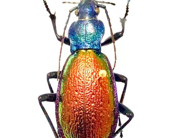 Carabus hispanus. Escarabajo de tierra.Carabidae. espécimen de insecto real.