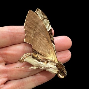 Polilla gigante. Meganoton analis. Esfinge. Polilla real. Ejemplar con alas plegadas. Taxidermia. Insectsofbeautyuk