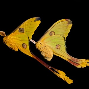 Comet Moth (Argemma mittrei) moth. Insect specimen. Butterfly. Insect collection. Insectsofbeauty. Moth.butterfly. Insect art.