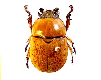 Beetle Specimen (dicaulocephalus Fruhstorferi) Rite Lunar. Insect