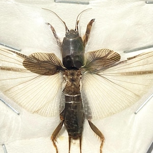 Könnte beinhalten: Ein konserviertes, braunes und schwarzes Insekt mit langen, dünnen Beinen und großen, durchsichtigen Flügeln. Das Insekt ist auf einem weißen Hintergrund befestigt.