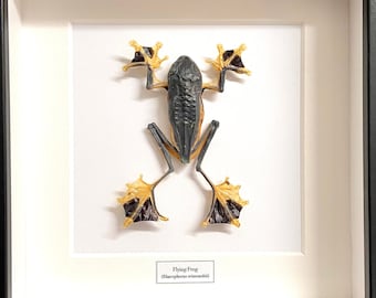 Flying Frog (Rhacophorus reinwardtii) preserved frog specimen framed.