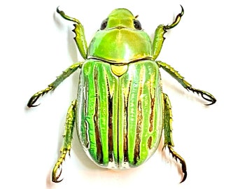 Glorious Scarab (Chrysina gloriosa) real framed insect