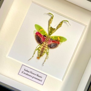 Indian Flower Mantis (creobroter)Orchid  mantis. praying mantis. real insect. insect specimen. insectsofbeauty. framed insect. entomology