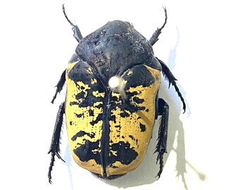 Arizona Jewel Beetle. Gymnetis. Real Insects. Insect Specimen