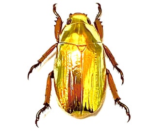 黄金のスカラベ。Chrysina resplendens。金色。本物の昆虫標本