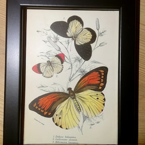 Könnte beinhalten: Eine gerahmte Vintage-Illustration von drei Schmetterlingen mit schwarzen, weißen, roten und gelben Markierungen. Die Schmetterlinge sind auf einem weißen Hintergrund mit einem floralen Design dargestellt. Der Text unter den Schmetterlingen lautet: "1. Delics belisama 2. Callosune dande. 3. Hebomoia leucippe."