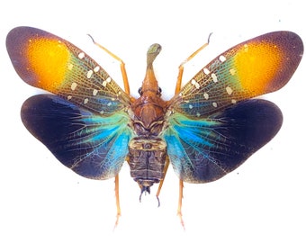 Pyrops gunjii. Lanternfly. Real insect specimen. Entomology.