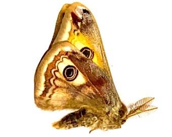 Emperor Moth (Saturnia pavonia) real un-set specimen. silkmoth. real moth. moon moth. insect specimen. insectsofbeautyuk. Lepidoptera