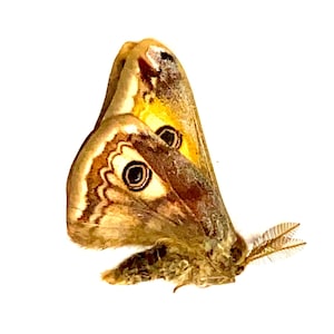 Emperor Moth (Saturnia pavonia) real un-set specimen. silkmoth. real moth. moon moth. insect specimen. insectsofbeautyuk. Lepidoptera