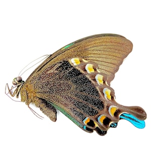 Papilio blumei. Green swallowtail. Real butterfly. specimen unframed, un-set folded wings. Insectsofbeauty.