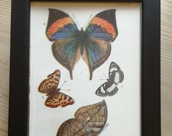 Framed butterfly print original plate dated 1896.