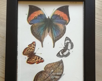 May include: A framed print featuring detailed illustrations of various butterflies. The butterflies showcase a range of colors, including orange, blue, brown, and black, set against a white background. The print is enclosed in a black frame.