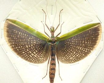 大型　メガララ　ガルーダバチ　標本 大型 メガララ ガルーダバチ 標本 公式ショップ】 大型 メガララ