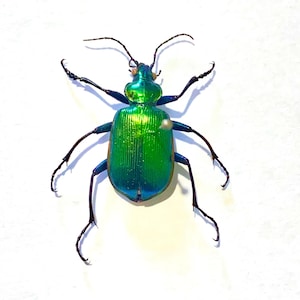 Op de afbeelding: Een close-up van een groene en blauwe, iriserende kever met lange zwarte poten en antennes. De kever bevindt zich op een witte achtergrond.