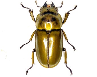 Bronze Golden Beetle (Allotopus Rosenbergi) real insect. Insect specimen.