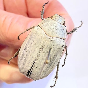 Escarabajo de Navidad. Insecto real. Espécimen de insecto. Insectos de belleza.