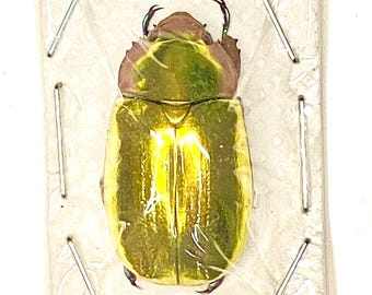 ゴールデンスカラベ（Chrysina aurogans）の金色の甲虫