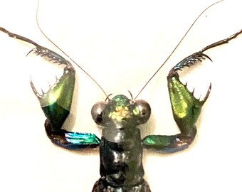 カマキリ（Metallyticus Splendicus）カマキリ。本物の昆虫。美しい昆虫。蝶のフレーム。昆虫学。タマムシ。昆虫アート