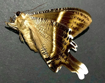 Lyssa Zampa. Enorme tropische zwaluwstaartmot.  Laos Brown.echte vlinder. Echte mot. exemplaar ongezette gevouwen vleugels.taxidermie. Insectsofbeauty