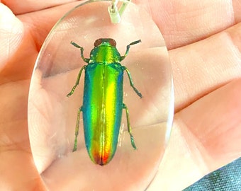 Real Jewel Beetle key ring. Real insect embedded in a resin.key fob.beetle. insectsofbeautyuk.insect art. beetlejuice.taxidermy.lucite.goth