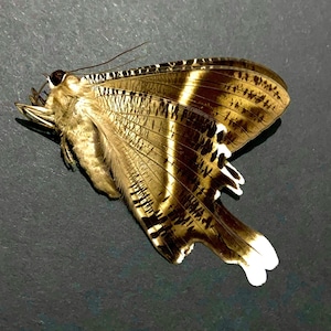 Lyssa Zampa. Riesige Tropische Schwalbenschwanz Motte.  Echter Schmetterling. Echte Motte. Probestück unbesetzt. Insektender Schönheit