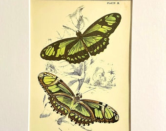 Antique Print/Plate 1897 original. Dido Longwing Vintage Butterfly print.