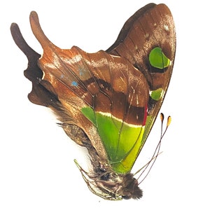 Graphium weiskei. Purple swallowtail. Real butterfly. specimen unframed, un-set folded wings. Insectsofbeauty.