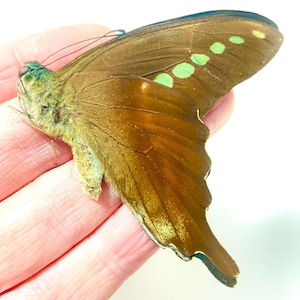 Graphium codrus. Green banded swallowtail. swallowtail. Real butterfly. specimen unframed, un-set folded wings. Insectsofbeauty.