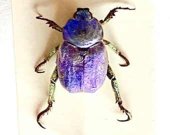 標本 France Hoplia coerulea set Hoplia coerulea One Real Metallic blue scarab beetle